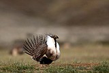 Approval for Idaho phosphate mine reversed after judge rules US didn't assess prairie bird impact