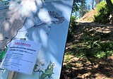 Mountain lion reportedly sighted on Tubbs Hill