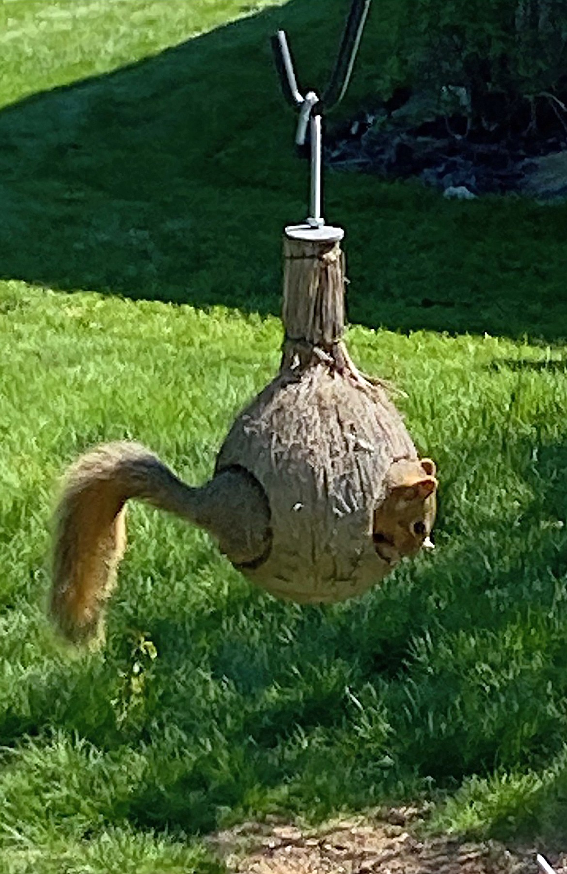 "The coconut bird feeder bandit!" wrote Janet Everhart in sharing this Best Shot. If you have a photo that you took that you would like to see run as a Best Shot or I Took The Bee send it to the Bonner County Daily Bee, P.O. Box 159, Sandpoint, Idaho, 83864; or drop them off at 310 Church St., Sandpoint. You may also email your pictures to the Bonner County Daily Bee along with your name, caption information, hometown, and phone number to news@bonnercountydailybee.com.