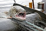 Montana to regulate trout fishing, invest in research