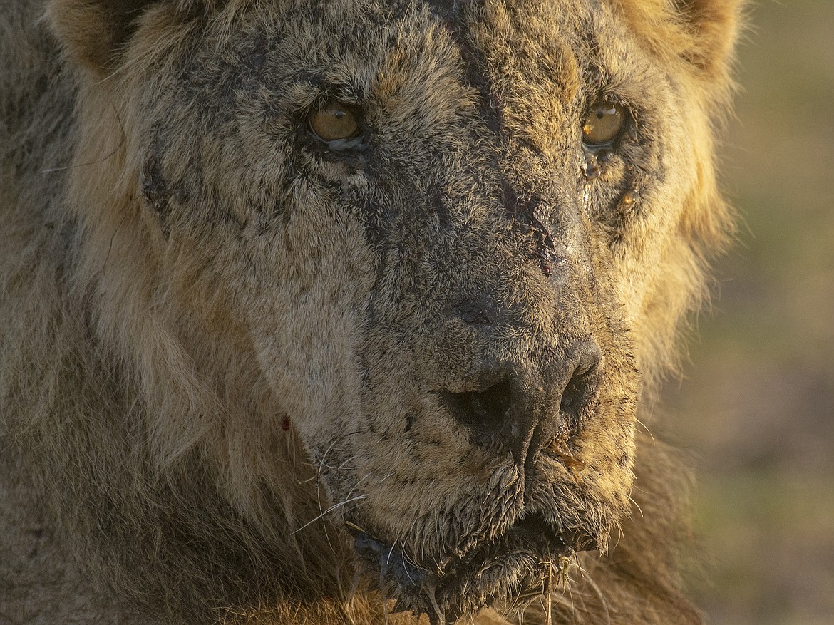 he male lion named "Loonkiito", one of Kenya's oldest wild lions who was killed by herders in May 2023, is seen in Amboseli National Park, in southern Kenya on Feb. 20, 2023. Recent lion killings highlight the growing human-wildlife conflict in parts of east Africa that conservationists say has been exacerbated by a yearslong drought. (Philip J. Briggs/Lion Guardians via AP, File)