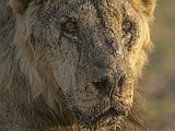 In Kenya, lions are speared to death as human-wildlife conflict worsens amid drought