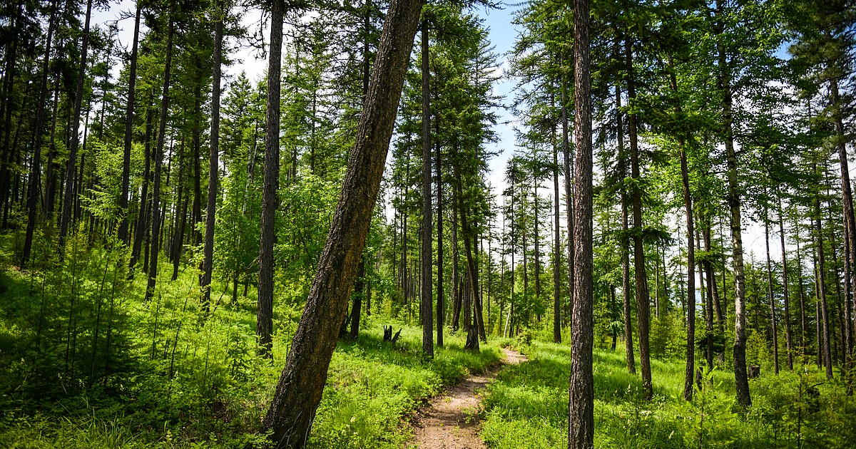 Work underway to build trail system near Bigfork - Vimarsana News