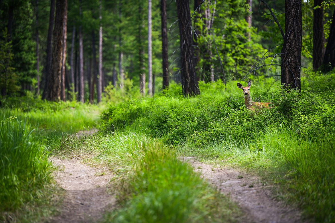 A deer grazes along a section of double track that intersects the Harrell Forest Community Trails under construction in Bigfork on Thursday, June 8. (Casey Kreider/Daily Inter Lake)