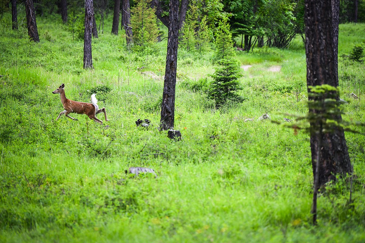 A deer scampers off into the forest along the Harrell Forest Community Trails under construction in Bigfork on Thursday, June 8. (Casey Kreider/Daily Inter Lake)