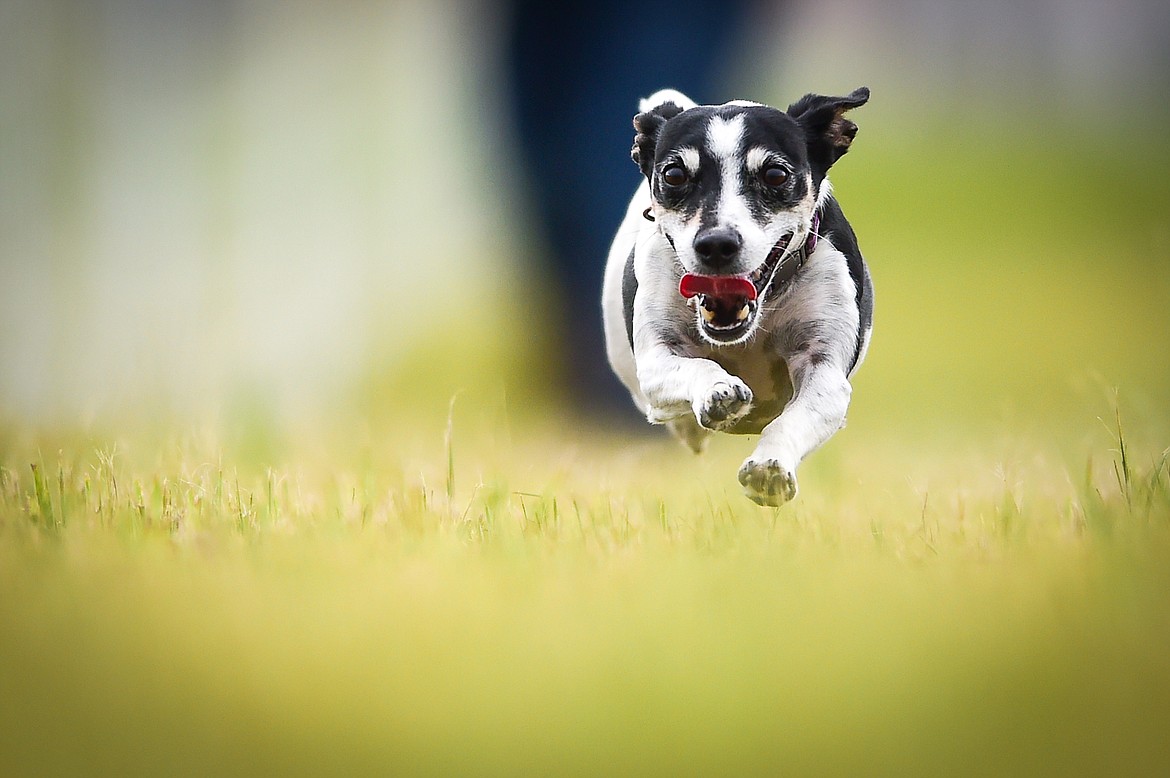 Kylee Oedekoven's Jack Russell/rat terrier mix named Echo races down the 100-yard course during a practice session for Fast Cat Dog Racing outside the Humane Society of Northwest Montana on Thursday, June 8. (Casey Kreider/Daily Inter Lake)