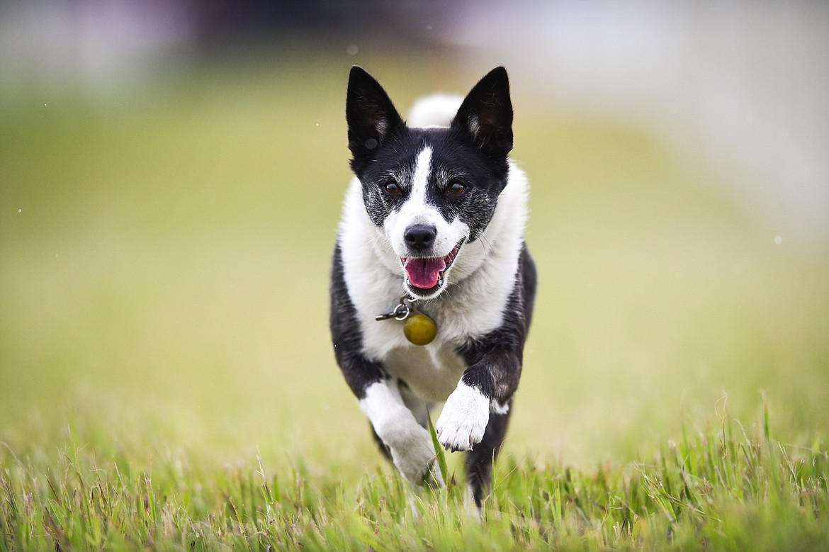 Colton Oedekoven's border collie cross named Meadow races down the 100-yard course during a practice session for Fast Cat Dog Racing outside the Humane Society of Northwest Montana on Thursday, June 8. (Casey Kreider/Daily Inter Lake)