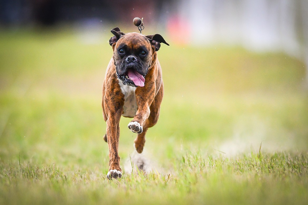 Olivia Druyvestein's boxer named Kenzie races down the 100-yard course during a practice session for Fast Cat Dog Racing outside the Humane Society of Northwest Montana on Thursday, June 8. (Casey Kreider/Daily Inter Lake)