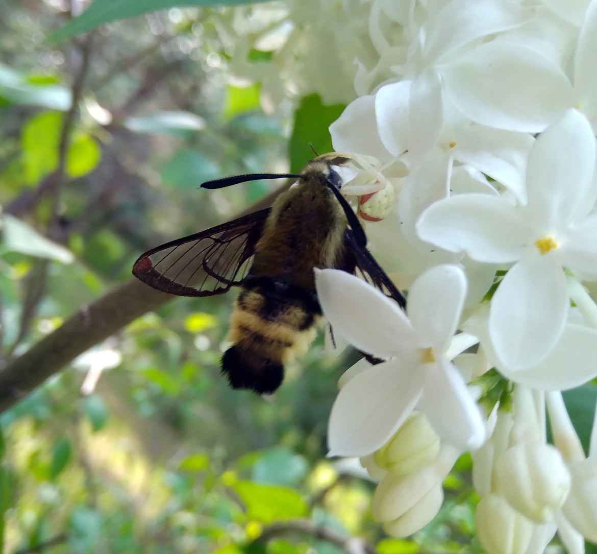 "A few days ago we had some new visitors enjoying our white lilac bush," wrote Mary Pandrea in sharing this Best Shot of a beautiful Snowberry Clearwing Hummingbird Moth. "Though I've lived here in Pack River Valley for 60 plus years, I had to do some research to identify what they were.  The U of I Extension Office in Bonners Ferry was able to do just that when I sent them the photo I had taken. These moths are beneficial pollinators and fun to observe as they hover in front of flowers to drink the nectar very much like a hummingbird, but much smaller. And they are new to Idaho."