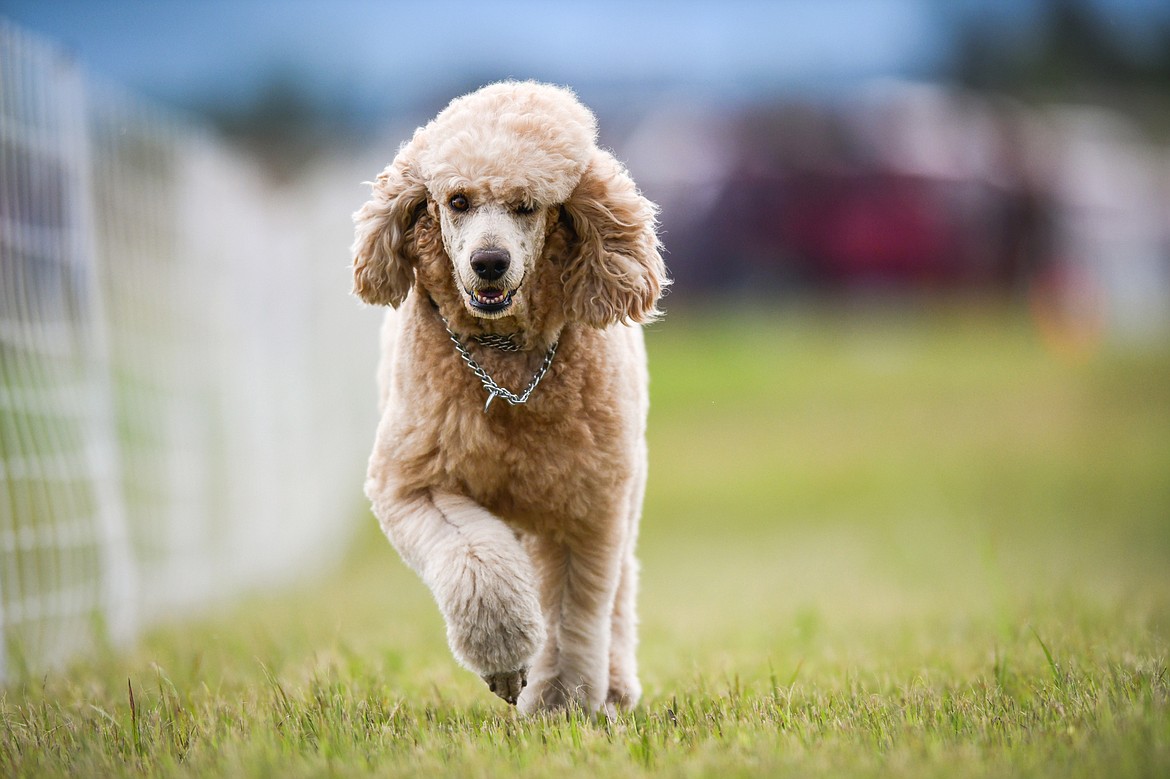 Lesley Fix's poodle named Sawyer races down the 100-yard course during a practice session for Fast Cat Dog Racing outside the Humane Society of Northwest Montana on Thursday, June 8. (Casey Kreider/Daily Inter Lake)