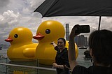 Giant inflatable ducks make a splash in Hong Kong as pop-art project returns after 10 years