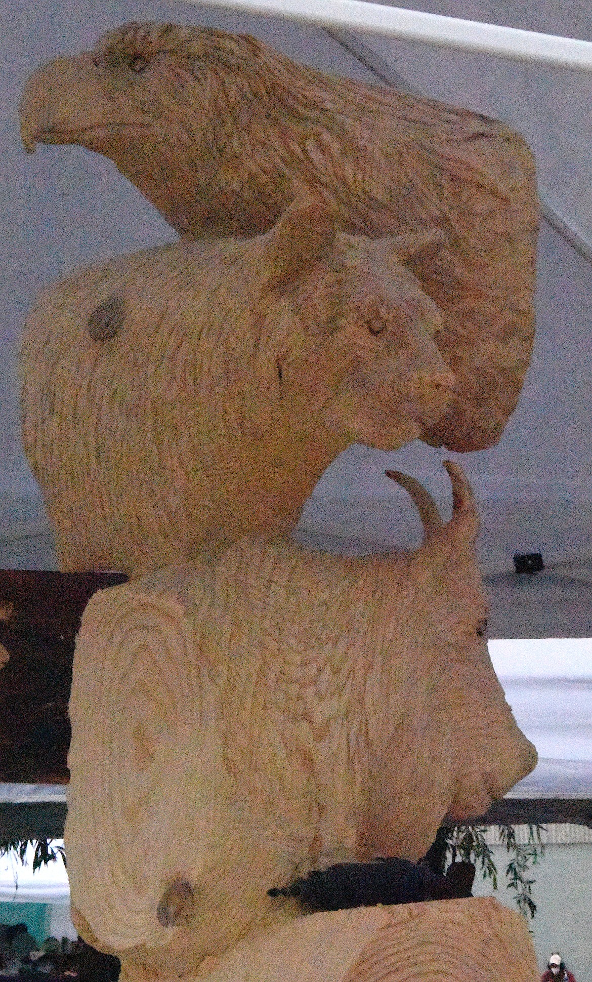 An eagle, a mountain goat, and a bobcat take shape on Todd Coats' large project for the 2023 Chainsaw Carving Rendezvous in Ronan. (Berl Tiskus/Leader)