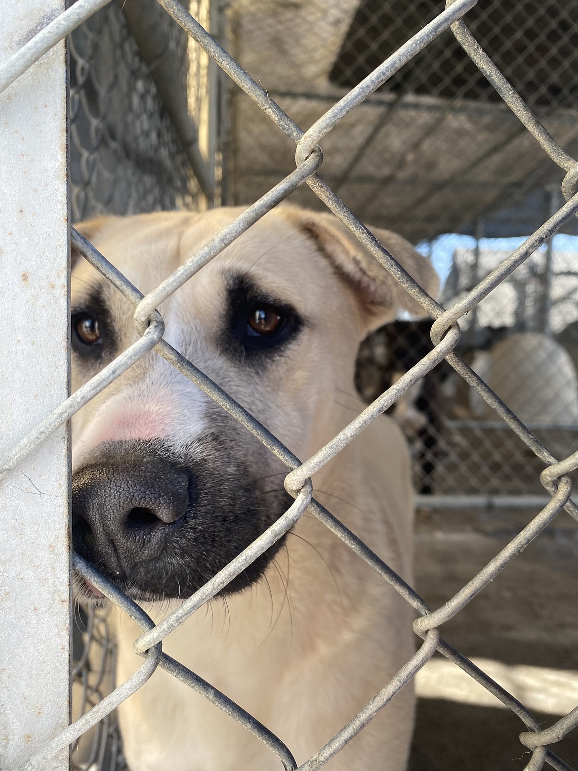 A dog at Grant County Animal Outreach watches the progress on the new kennels.