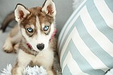 Focusing on canine dry eye