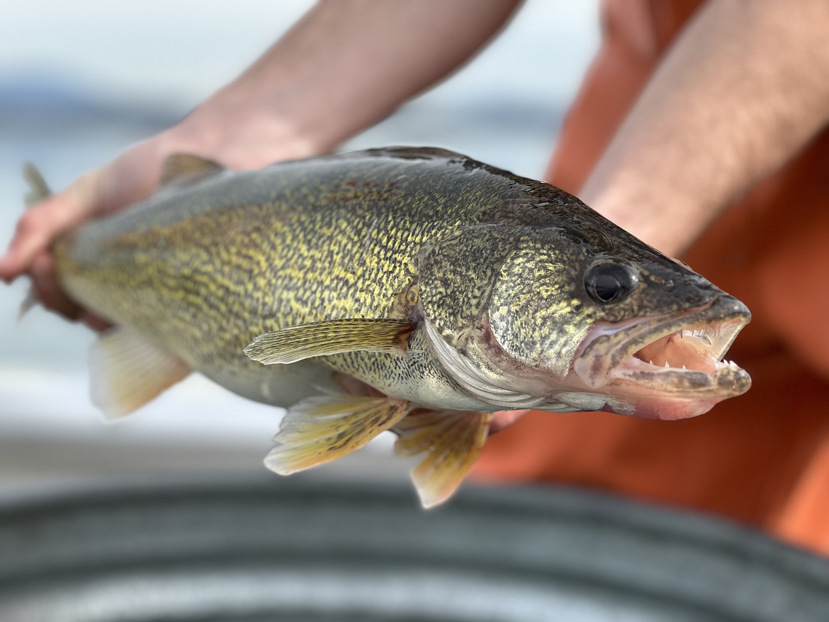 Eye on walleye  Coeur d'Alene Press