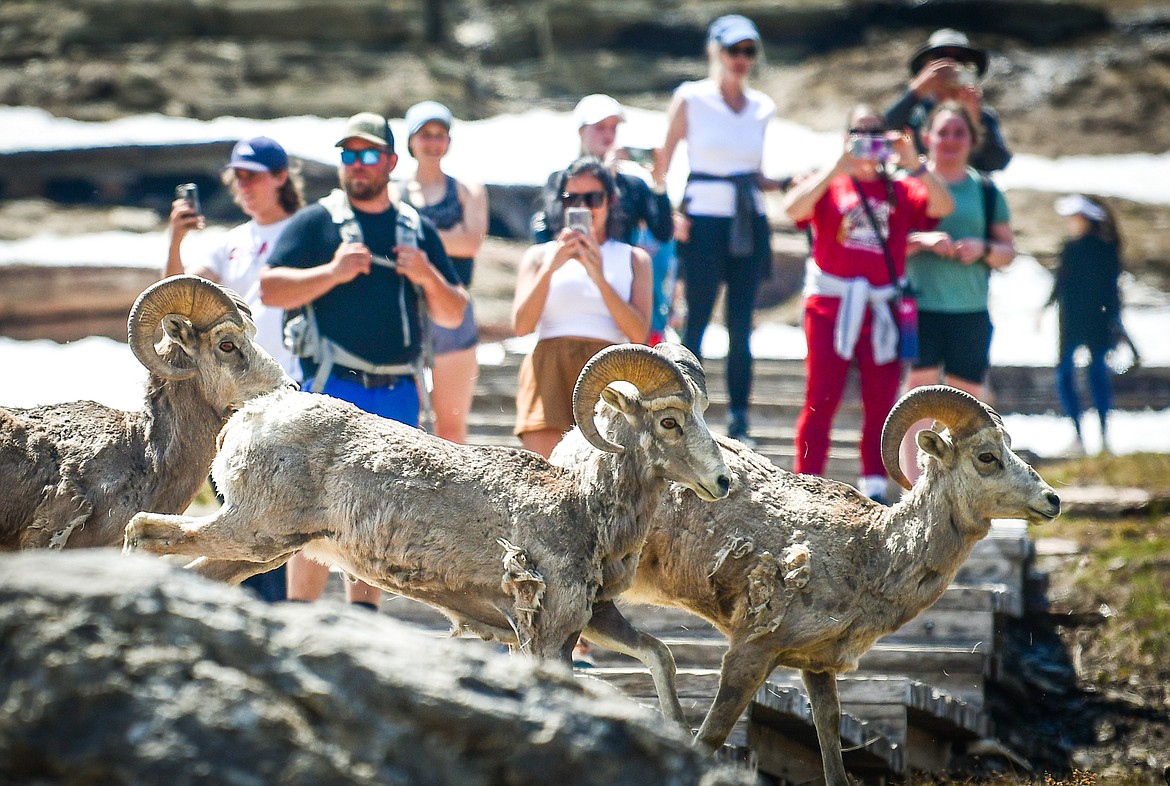 Bighorn sheep cross over the Hidden Lake Trail in Glacier National Park on Tuesday, June 13. (Casey Kreider/Daily Inter Lake)