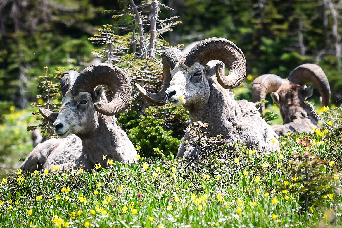 Bighorn sheep lay in a meadow near the Hidden Lake Trail in Glacier National Park on Tuesday, June 13. (Casey Kreider/Daily Inter Lake)