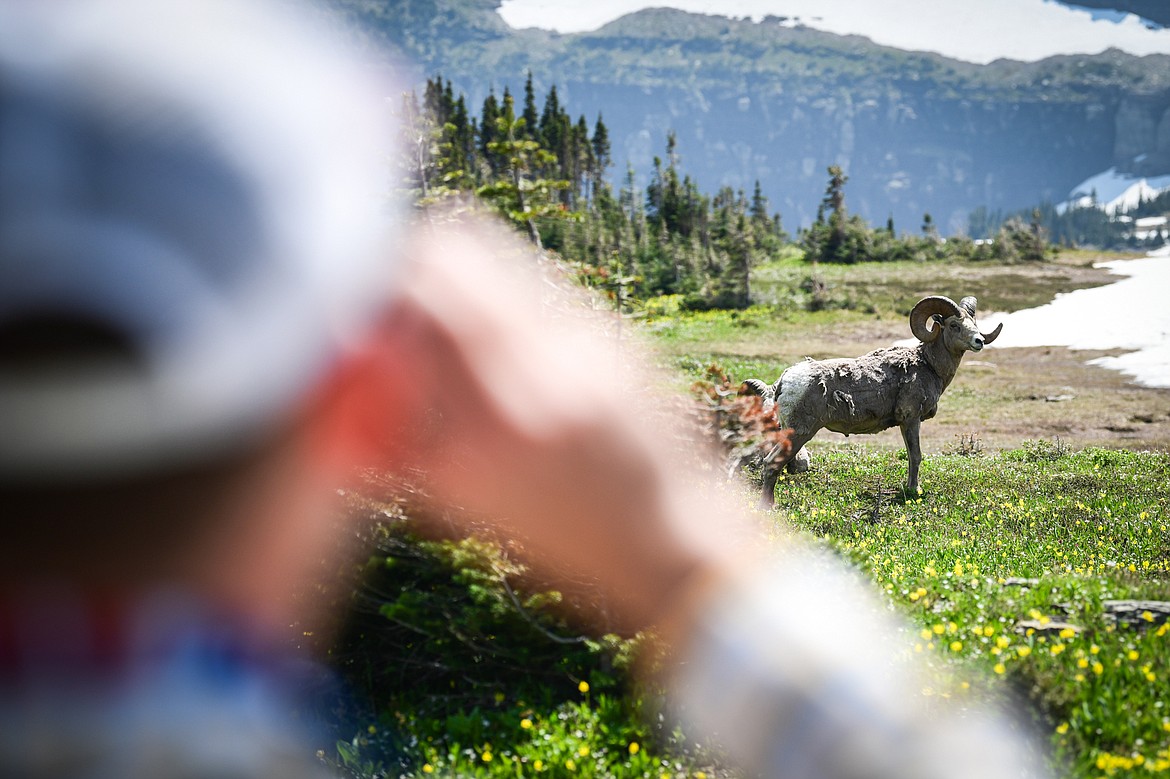 A hiker takes a photo of a bighorn sheep near the Hidden Lake Trail in Glacier National Park on Tuesday, June 13. (Casey Kreider/Daily Inter Lake)