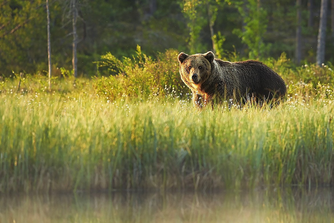 A grizzly bear is pictured in a field in this Idaho Department of Fish and Game photo. In 2022, IDFG officials reported an increased amount of human and grizzly encounters in the Panhandle region.
(Photo courtesy IDAHO DEPARTMENT OF FISH & GAME)