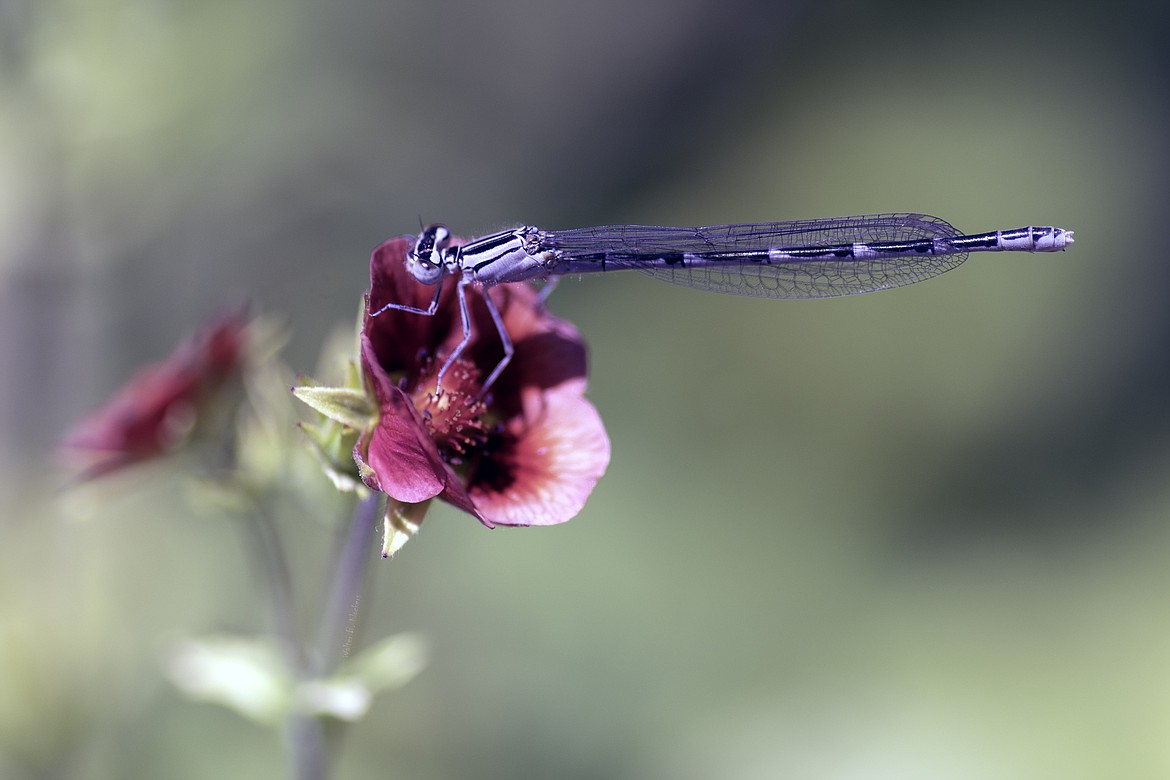 This photo of a damselfly on a flower is one of the 113 specimens of macro  photography by Walter Klockers exhibited at the Moses Lake Museum & Art Center.