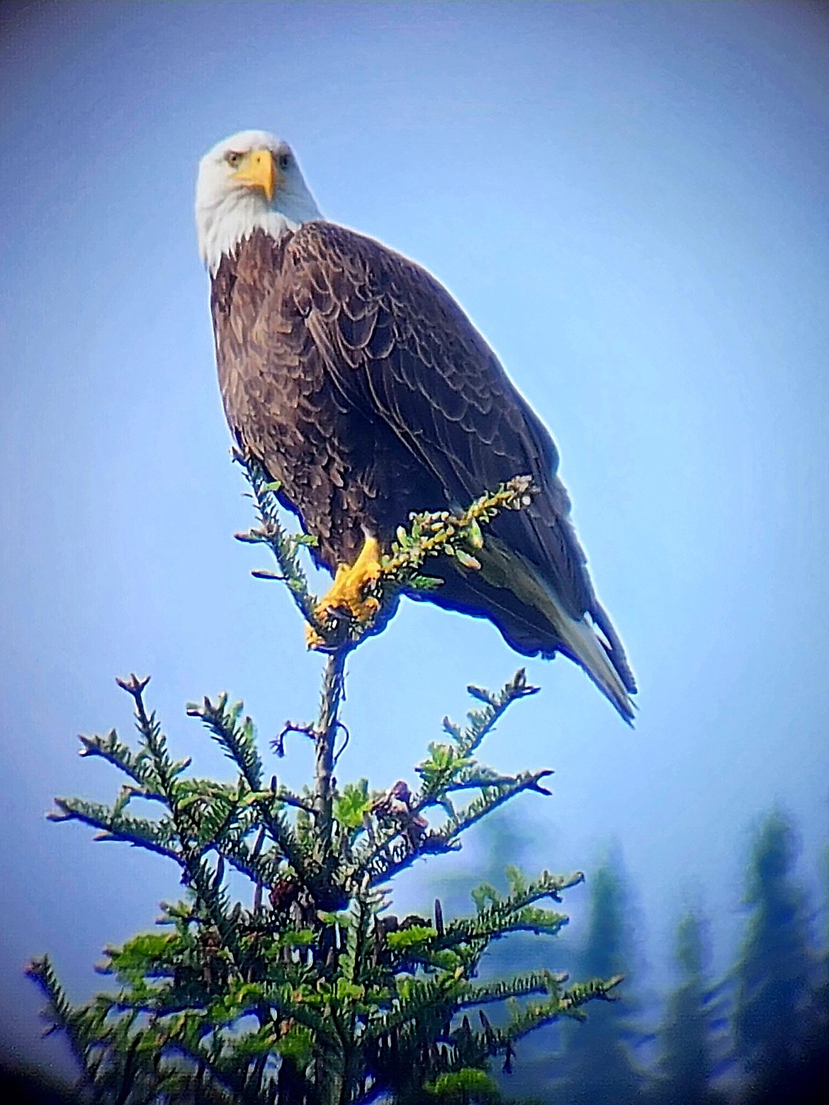 Roger Branscome captured this Best Shot of an eagle checking things out in the Hope area. If you have a photo that you took that you would like to see run as a Best Shot or I Took The Bee send it to the Bonner County Daily Bee, P.O. Box 159, Sandpoint, Idaho, 83864; or drop them off at 310 Church St., Sandpoint. You may also email your pictures to the Bonner County Daily Bee along with your name, caption information, hometown, and phone number to news@bonnercountydailybee.com.