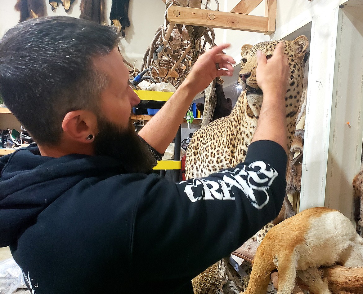 Adam VandenOever outlines some of the changes he'll make to a squinting taxidermy leopard. The mouth, eyes, and neck will need some adjustment to make the cat look more real for its final place of honor in a customer's home.