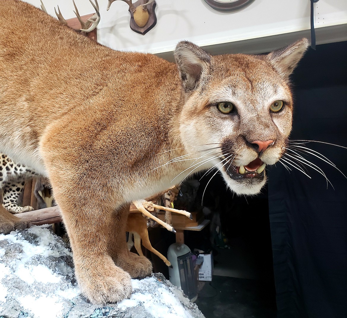 Taxidermist Adam VandenOever shines a light into his mount Conifer's eyes. The mountin lion was one that VandenOever shot with a an arrow before mounting it to win 11 awards from a state taxidermy competition.