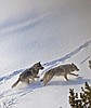 Wolves that nearly died out from inbreeding recovered, now helping a remote island’s ecosys