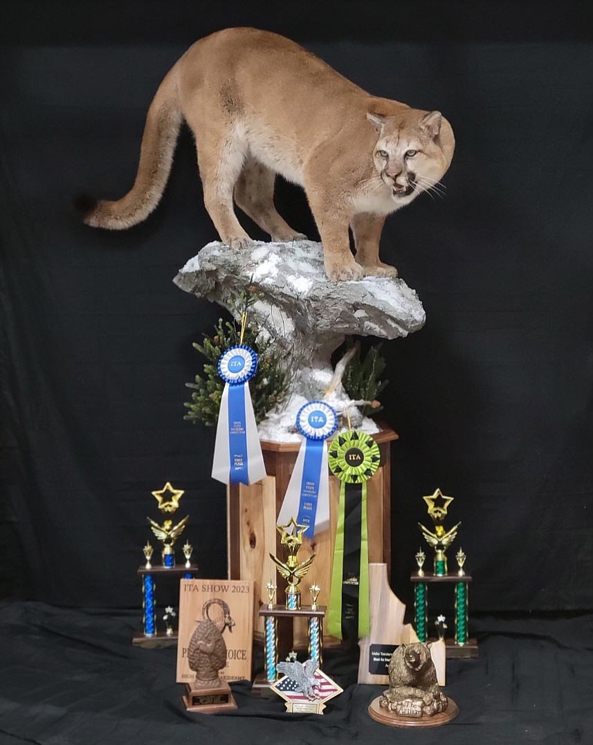 Adam VandenOever won 11 awards at Idaho State Taxidermy competition over the weekend for his Mountain Lion mount.