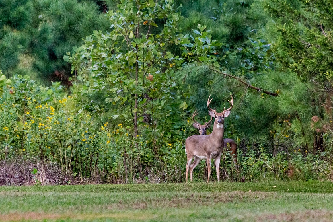 The Washington Department of Fish and Wildlife is charged with managing wild game populations such as deer and elk. The department is currently asking for the public's feedback regarding setting hunting season regulations.