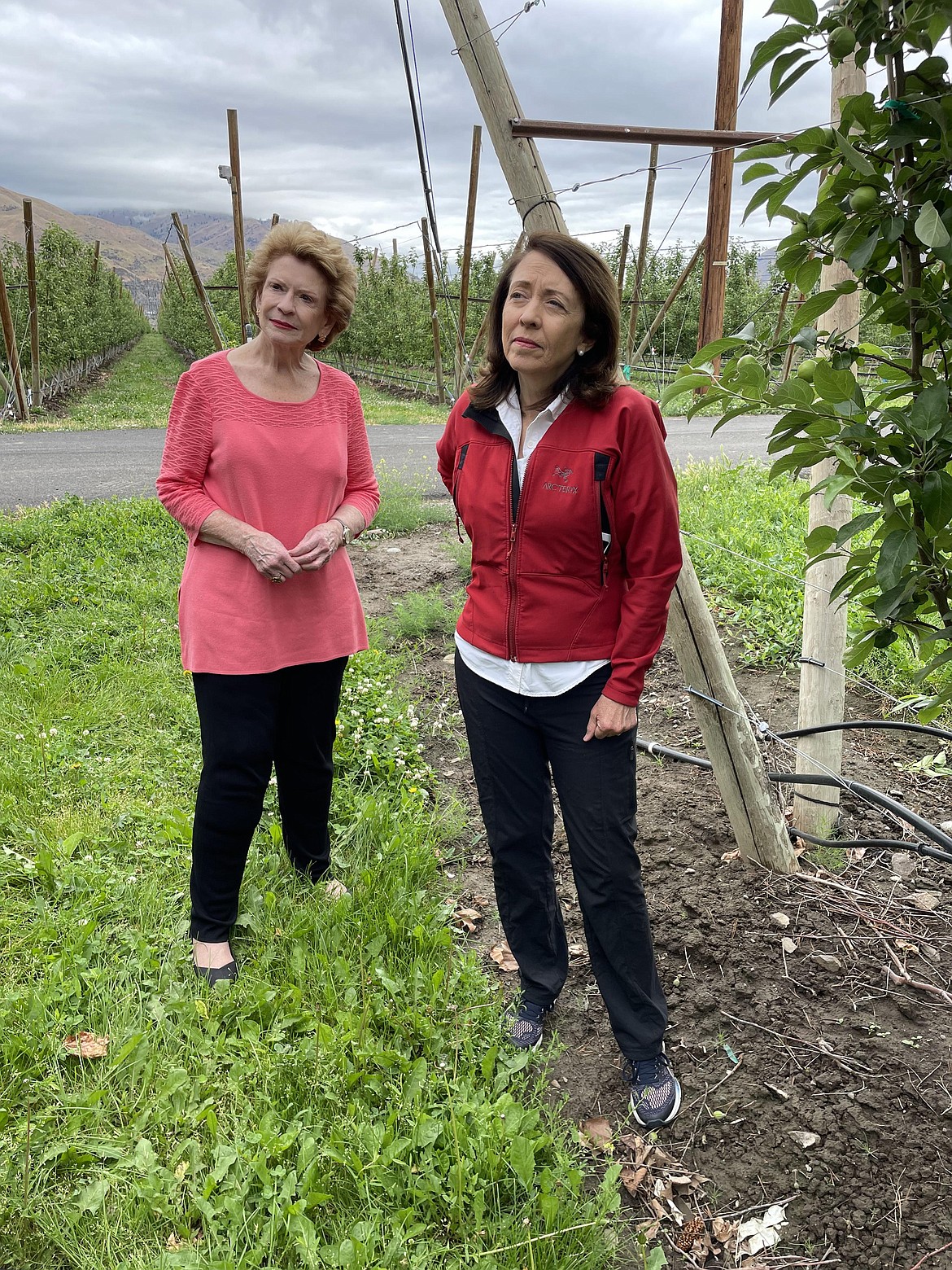 Sens. Debbie Stabenow, D-Michigan, and Maria Cantwell, D–Washington, stand in an apple orchard in Wenatchee last week as part of a roundtable forum held at McDougall & Sons on Washington priorities for the upcoming farm bill.