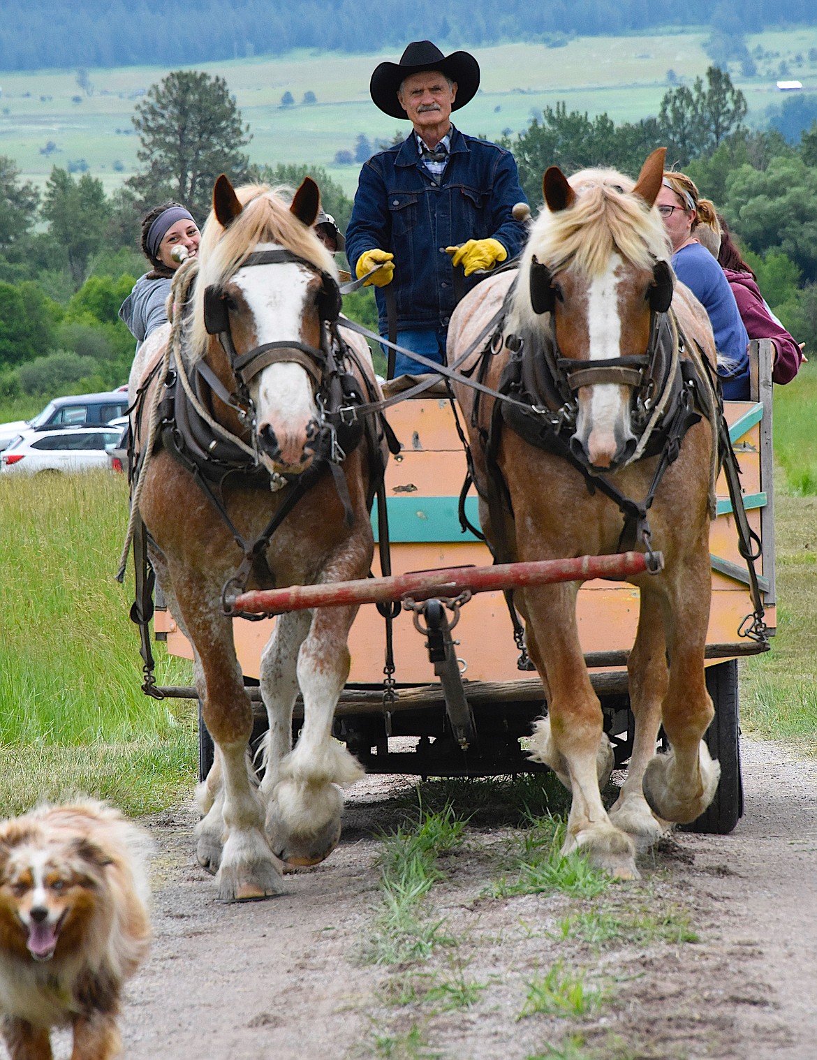 Lawrence Walchuk and his team of work horses ferried people from the parking area to Fort Connah and back, accompanied by Rudy, Walchuk's Australian shepherd. (Berl Tiskus/Leader)