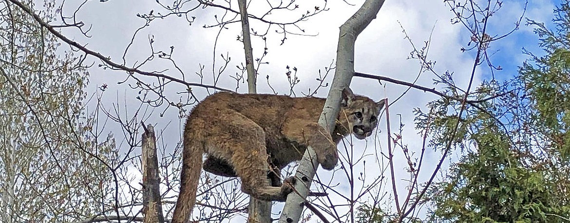 Young mountain lions are more prevalent in areas of human activity.