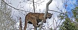 Mountain Lion dispatched in Magic Valley