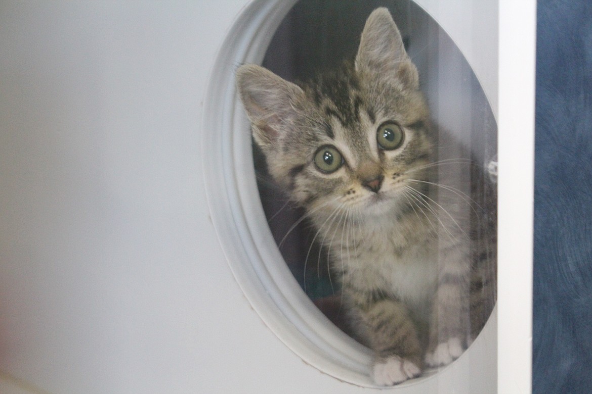 A curious kitten peeks out the door of a kennel at the Adams County Pet Rescue shelter near Othello. The shelter is sponsoring a fundraising dinner July 8.