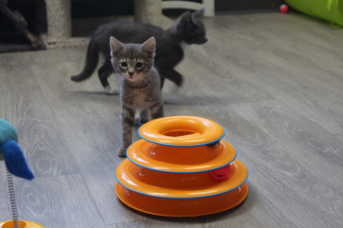 A kitten stalks the toys in the cat room at Adams County Pet Rescue. Typically the shelter hosts 20 to 30 cats or more, according to shelter employees.