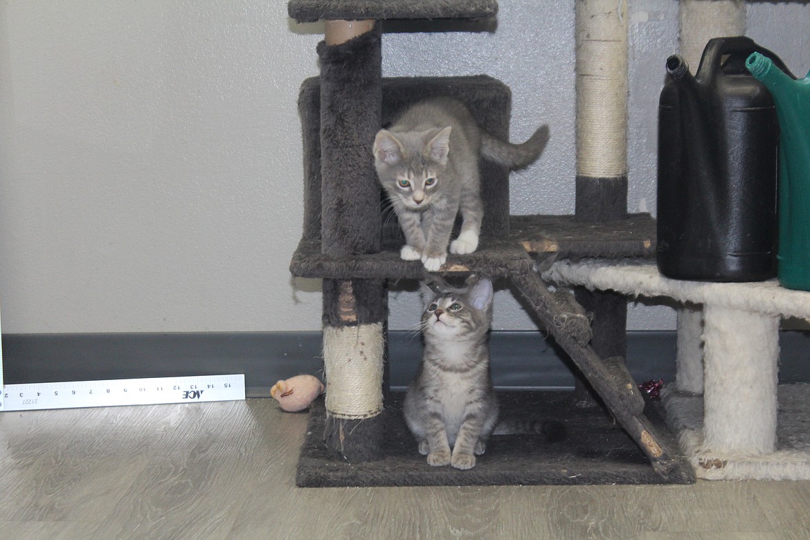 Kittens gravely regard each other while playing on the cat castle at Adams County Pet Rescue. Funds raised at an early July event will help support the shelter’s efforts to save stray animals.