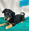 Adams County Pet of the Week: Meet Kemp