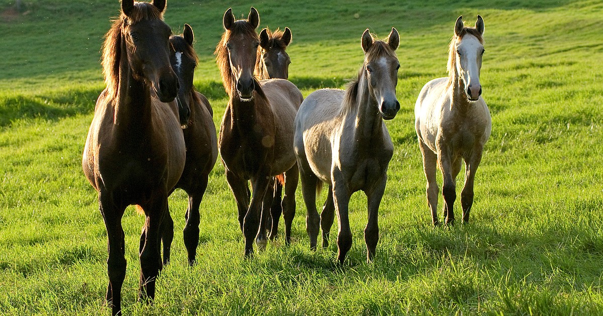 Helping horses with equine asthma breathe easier Coeur d'Alene Press