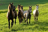 Helping horses with equine asthma breathe easier