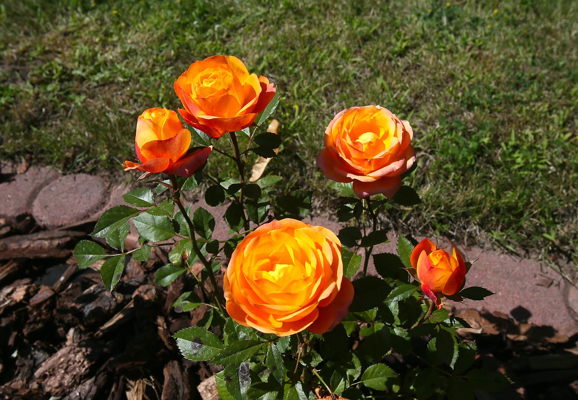 These brilliant tangerine orange roses, seen Friday, have appeared along the walkway of Helena Stokey's midtown Coeur d'Alene home where red, white and pink roses come up every year. A pleasantly puzzled Stokey said nothing was previously planted in the spot where the orange roses are growing, and she hasn't planted any new roses in quite some time.