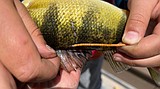 Report tagged fish to Fish and Game