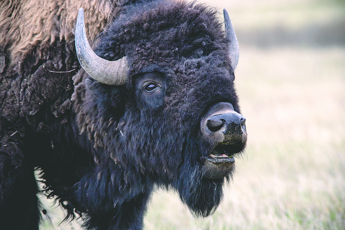 A bison is photographed in this file photo.