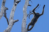 A scientist's 4-decade quest to save the biggest monkey in the Americas