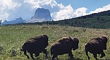 Blackfeet release bison at Chief Mountain