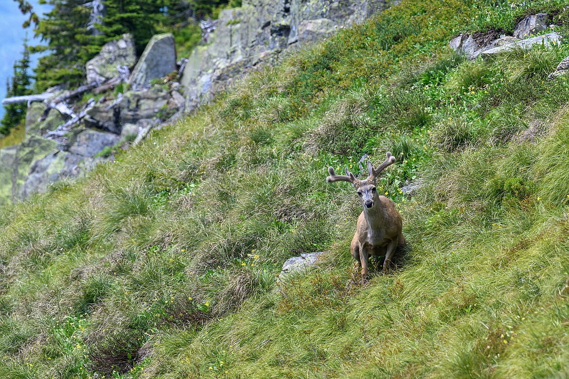 A mule deer along the Highline Trail in Glacier National Park. (Chris Peterson/Hungry Horse News)