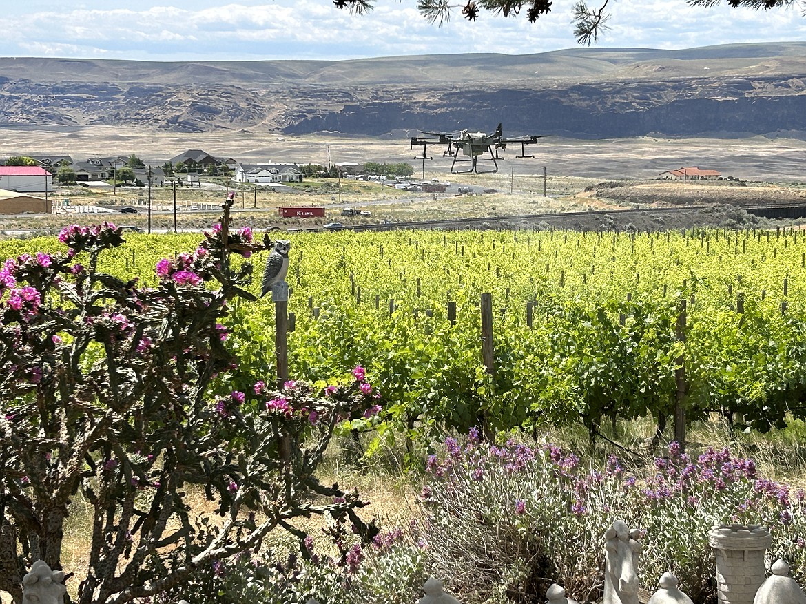 White Heron Cellars for the first time began watering the vineyard using drone technology.
