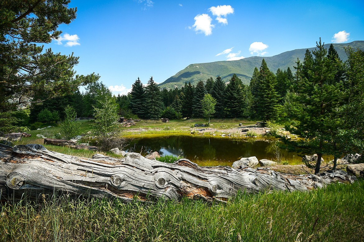 One of several ponds backdropped by Columbia Mountain on a 142-acre parcel of land with a house the Glacier Institute is seeking to purchase to turn into a nature center and headquarters in the Bad Rock-Columbia Heights area on Thursday, June 29. (Casey Kreider/Daily Inter Lake)