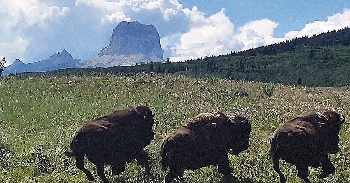 Blackfeet Release Bison At Chief Mountain | Western News