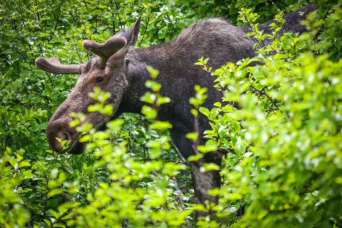 A moose that popped out onto the trail right in front of us but eventually retreated back into the brush along the Iceberg Lake Trail in Many Glacier on Sunday, June 18. (Casey Kreider/Daily Inter Lake)